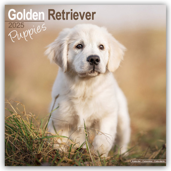 Kalendarz/Pamiętnik Golden Retriever Puppies - Golden Retriever-Welpen 2025 - 16-Monatskalender 