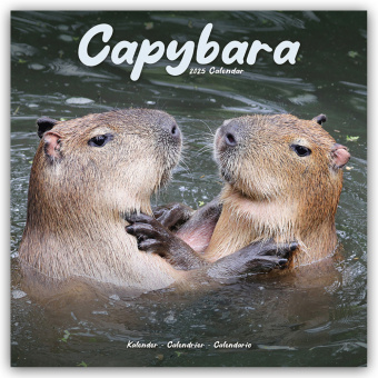 Kalendář/Diář Capybara - Wasserschwein 2025 - 16-Monatskalender 