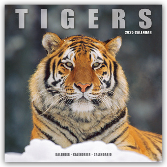 Calendar/Diary Tigers - Tiger 2025 - 16-Monatskalender 