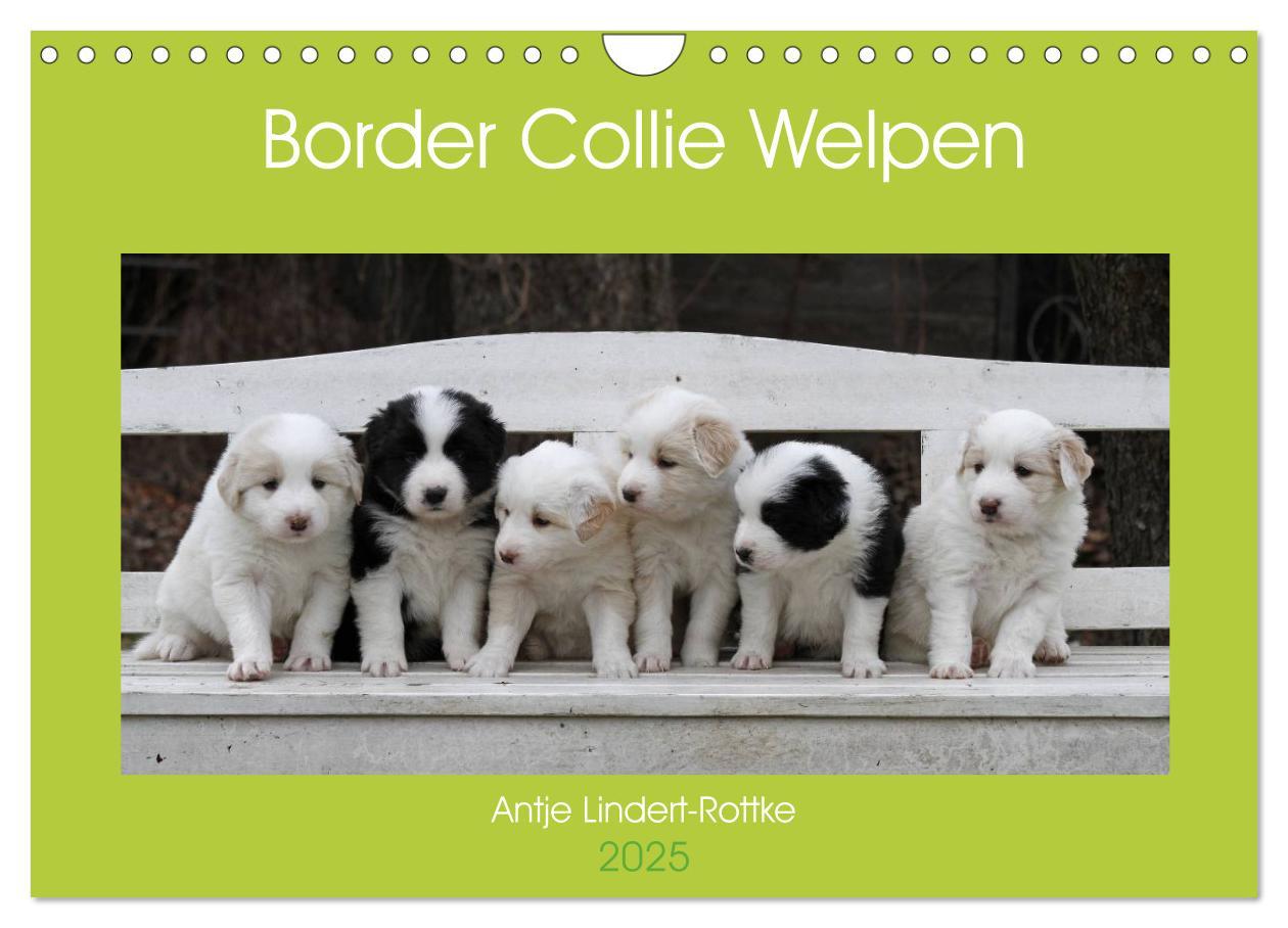 Kalendar/Rokovnik Border Collie Welpen (Wandkalender 2025 DIN A4 quer), CALVENDO Monatskalender 