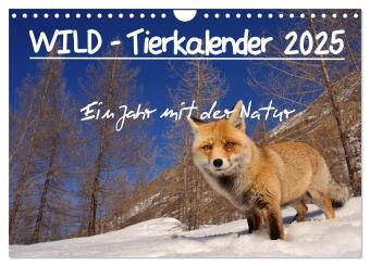 Kalendář/Diář WILD - Tierkalender 2025 (Wandkalender 2025 DIN A4 quer), CALVENDO Monatskalender Calvendo