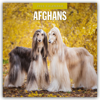 Kalendář/Diář Afghans - Afghanischer Windhund 2025 - 16-Monatskalender Red Robin Publishing Ltd