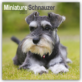 Kalendář/Diář Miniature Schnauzer - Zwergschnauzer 2025 - 16-Monatskalender Avonside Publishing Ltd