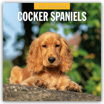 Kalendarz/Pamiętnik Cocker Spaniels - Cocker Spaniel 2025 - 16-Monatskalender Red Robin Publishing Ltd