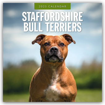 Kalendář/Diář Staffordshire Bull Terriers - Staffordshire Bullterrier 2025 - 16-Monatskalender Red Robin Publishing Ltd