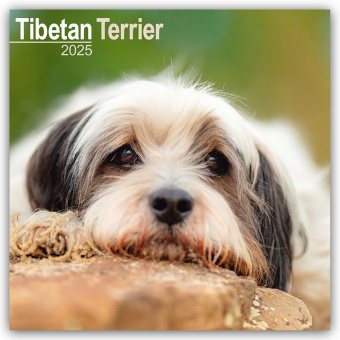 Kalendarz/Pamiętnik Tibetan Terrier - Tibet Terrier 2025 - 16-Monatskalender Avonside Publishing