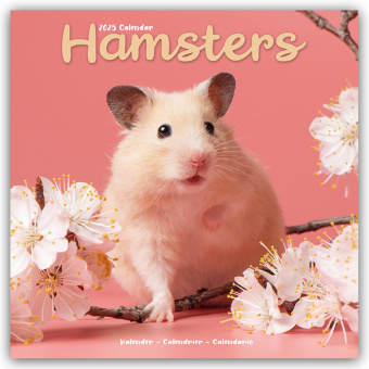 Naptár/Határidőnapló Hamsters - Hamster 2025 - 16-Monatskalender Avonside Publishing Ltd