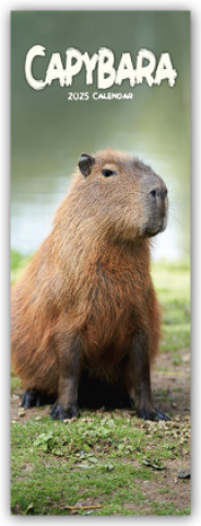 Naptár/Határidőnapló Capybara - Wasserschwein 2025 Avonside Publishing Ltd