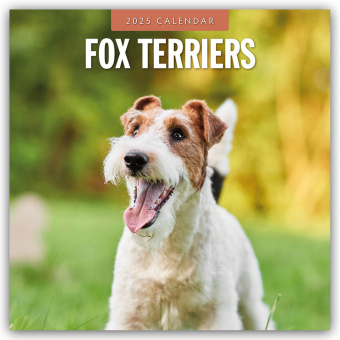 Kalendarz/Pamiętnik Fox Terriers - Foxterrier 2025 - 16-Monatskalender Red Robin Publishing Ltd