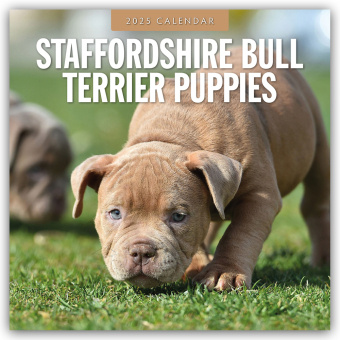 Kalender/Terminbuch Staffordshire Bull Terrier Puppies - Staffordshire Bullterrier Welpen 2025 - 16-Monatskalender Red Robin Publishing Ltd