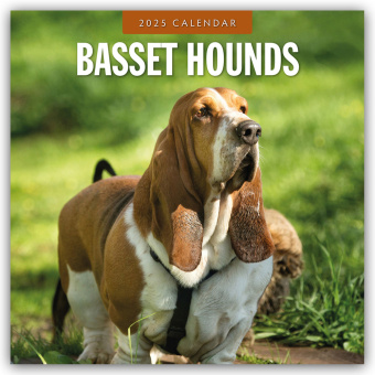 Naptár/Határidőnapló Basset Hounds - Basset Hound 2025 - 16-Monatskalender Red Robin Publishing Ltd