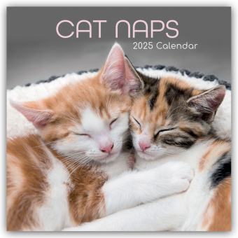 Naptár/Határidőnapló Cat Naps - Träumende Katzen 2025 - 16-Monatskalender Gifted Stationery Co. Ltd