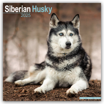 Kalender/Terminbuch Siberian Husky - Sibirische Huskys 2025 - 16-Monatskalender Avonside Publishing Ltd