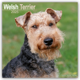 Kalendarz/Pamiętnik Welsh Terrier 2025 - 16-Monatskalender Avonside Publishing Ltd