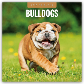 Kalendář/Diář Bulldogs - Bulldoggen 2025 - 16-Monatskalender Red Robin Publishing Ltd