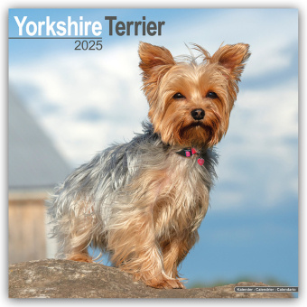 Kalendarz/Pamiętnik Yorkshire Terrier - Yorkshire Terrier 2025 16-Monatskalender Avonside Publishing Ltd