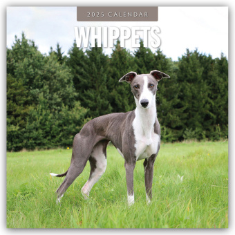 Kalendář/Diář Whippets - Whippet - Britischer Windhund 2025 - 16-Monatskalender Red Robin Publishing Ltd