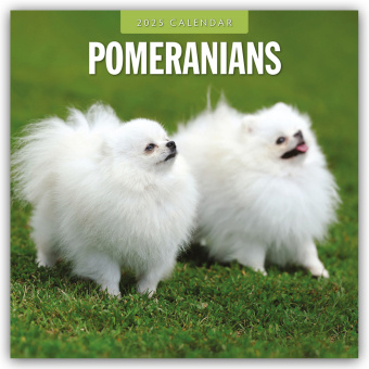 Naptár/Határidőnapló Pomeranians - Zwergspitz - Pomeranian Zwergspitz 2025 - 16-Monatskalender Red Robin Publishing Ltd