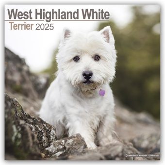 Kalendář/Diář West Highland White Terrier - Westies 2025 - 16-Monatskalender Avonside Publishing Ltd