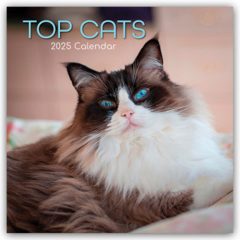 Calendar/Diary Top Cats - Top-Katzen 2025 - 16-Monatskalender Gifted Stationery Co. Ltd