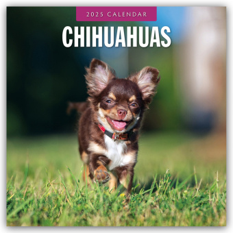 Kalender/Terminbuch Chihuahuas - Chihuahua 2025 - 16-Monatskalender Red Robin Publishing Ltd