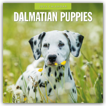 Kalendář/Diář Dalmatian Puppies - Dalmatiner Welpen 2025 - 16-Monatskalender Red Robin Publishing Ltd