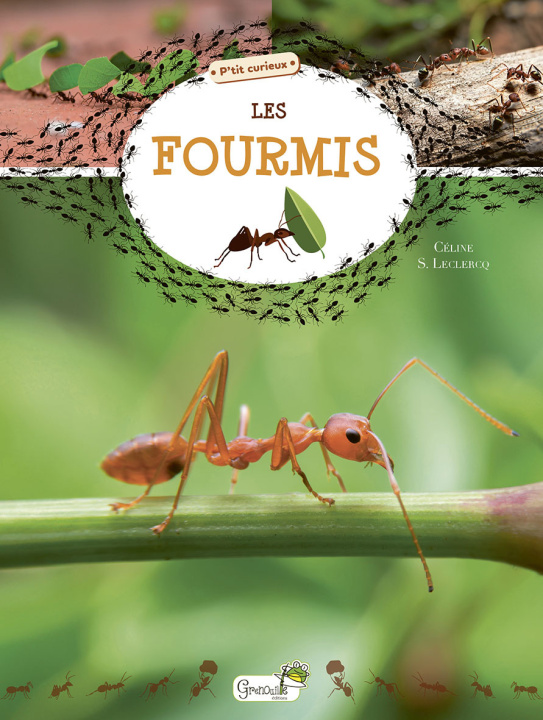 Livro Les fourmis Leclercq