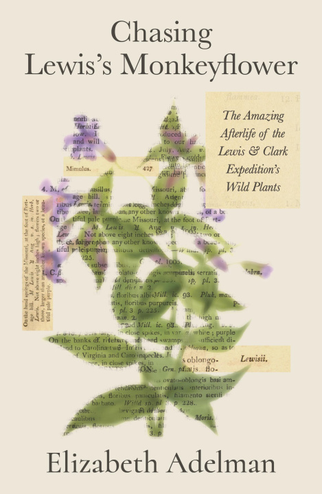 Knjiga Chasing the Missing Monkeyflower ADELMAN ELIZABETH