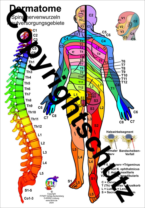 Prasa Dermatome der Spinalnerven 