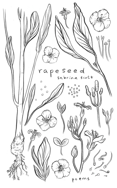 Book Rapeseed Sabrina Scott
