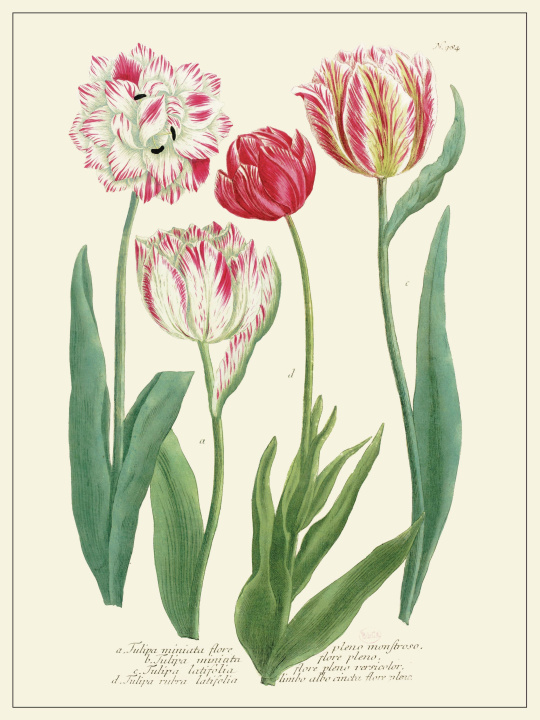 Libro Planche Fleur Tulipes Collectifs Les Jolies Planches