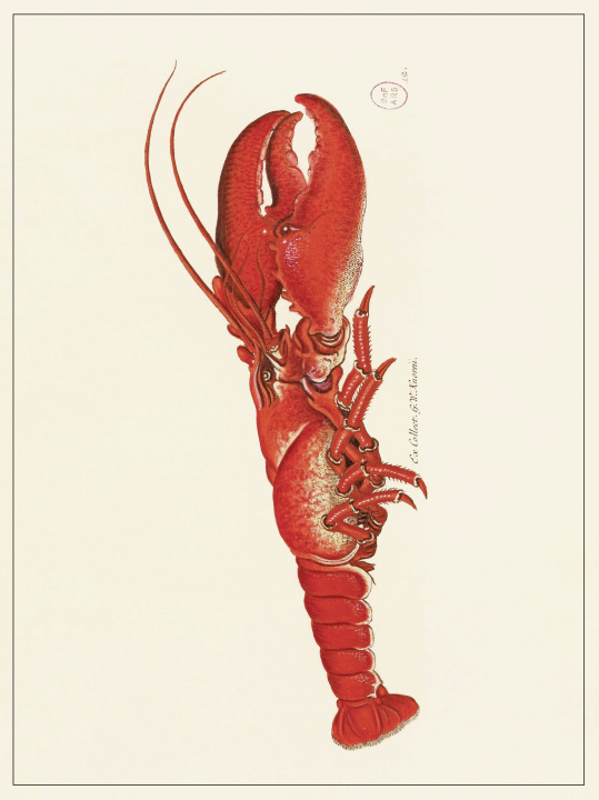 Buch Planche Homard Collectifs Les Jolies Planches