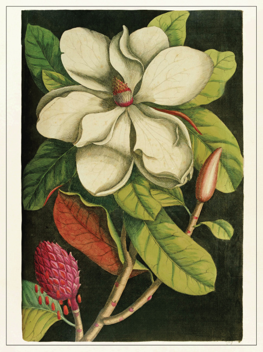 Carte Planche Fleur Magnolia 1 Collectifs Les Jolies Planches