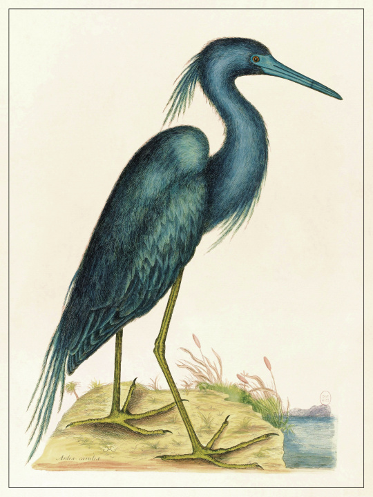 Knjiga PLANCHE OISEAU BLEU COLLECTIFS LES JOLIES PLANCHES