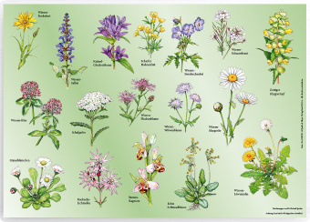 Knjiga Tischset "Wiesenblumen" Quelle & Meyer Verlag