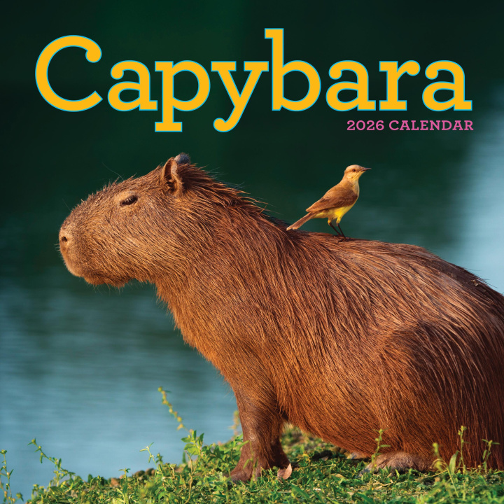 Kalendár/Diár CAL 26 CAPYBARA WALL