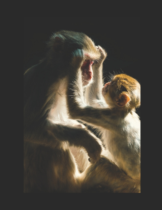 Kniha Me and My Monkey TJ Allen