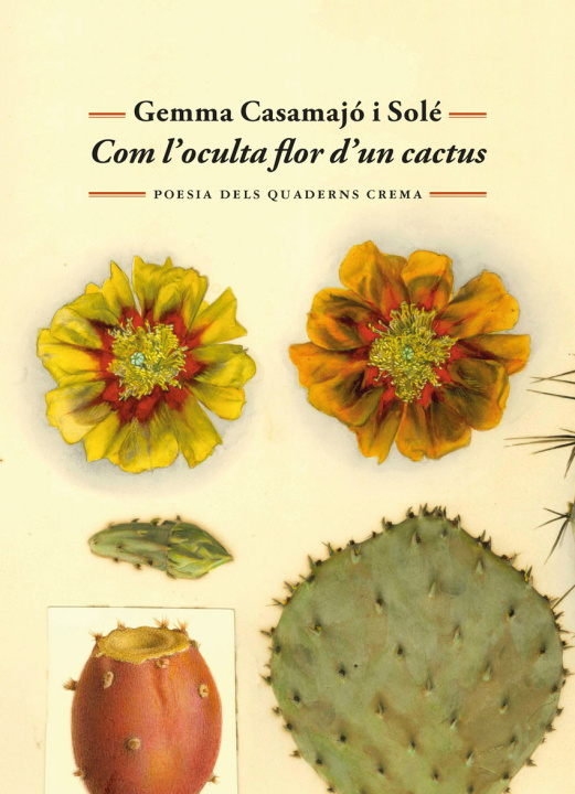 Kniha Com L'Oculta Flor D'Un Cactus Gemma Casamajó i Solé