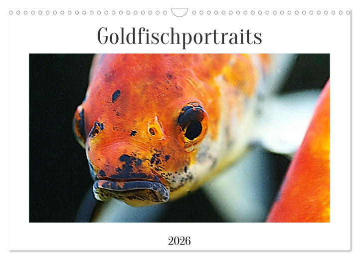 Kalendár/Diár Goldfischportraits (Wandkalender 2026 DIN A3 quer), CALVENDO Monatskalender Calvendo