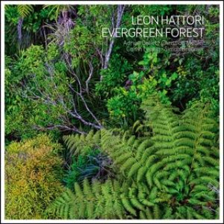 Audio Evergreen Forest 