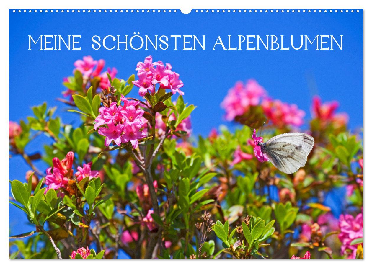 Kalendář/Diář Meine schönsten Alpenblumen (Wandkalender 2026 DIN A2 quer), CALVENDO Monatskalender Calvendo