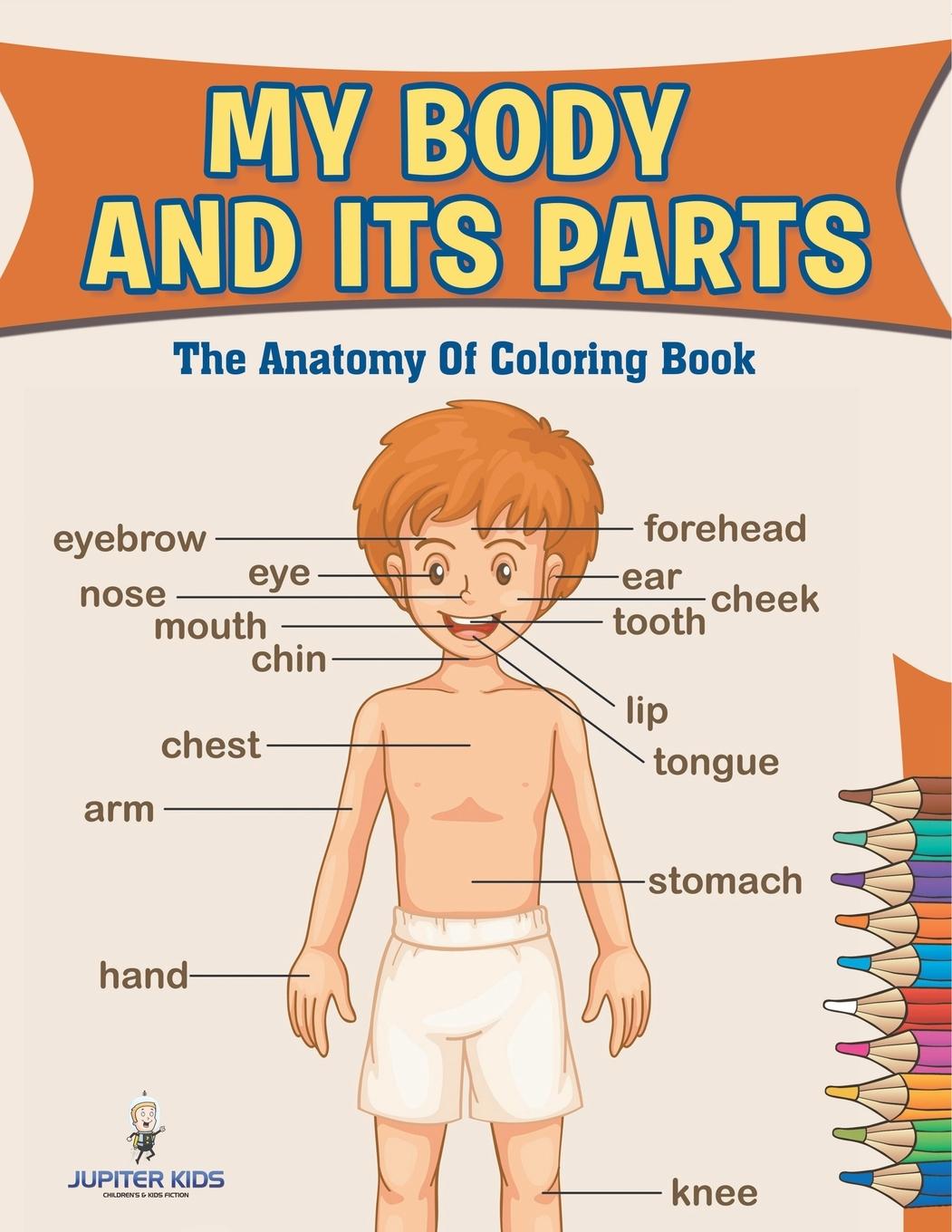 Libro My Body And Its Parts Jupiter Kids