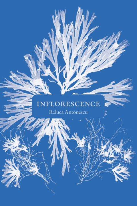 Buch Inflorescence Raluca ANTONESCU