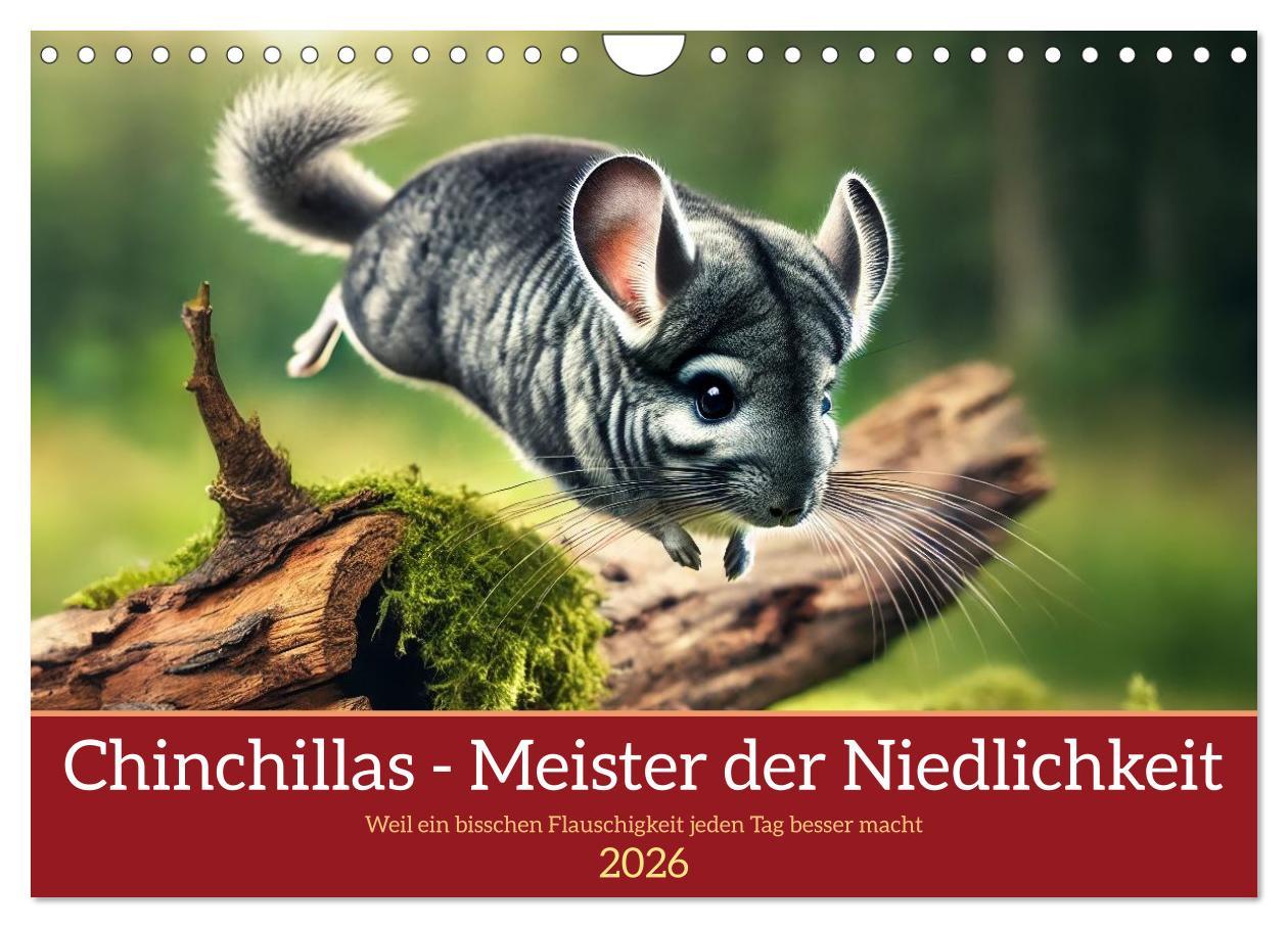 Kalendár/Diár Chinchillas - Meister der Niedlichkeit (Wandkalender 2026 DIN A4 quer), CALVENDO Monatskalender Calvendo