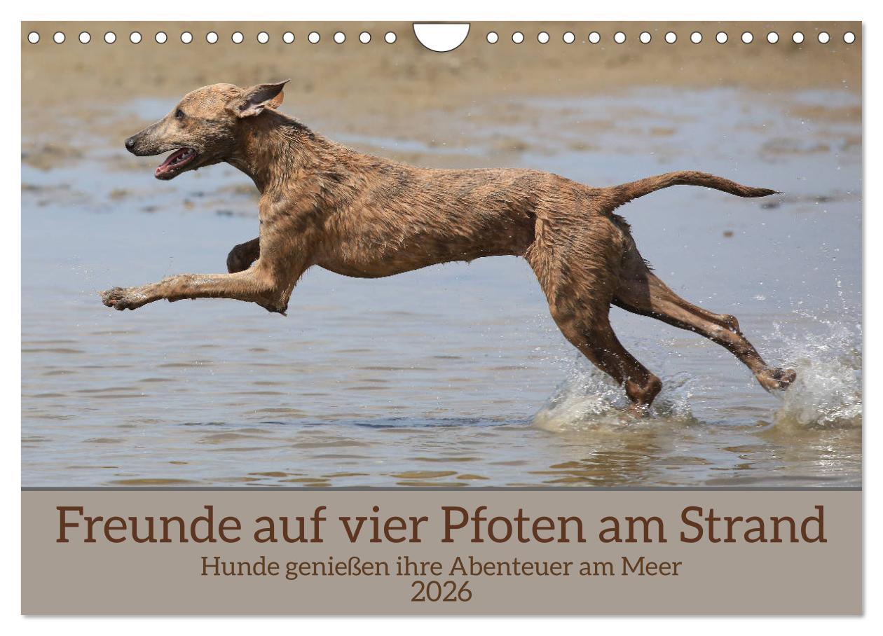 Kalendár/Diár Freunde auf vier Pfoten am Strand (Wandkalender 2026 DIN A4 quer), CALVENDO Monatskalender Calvendo