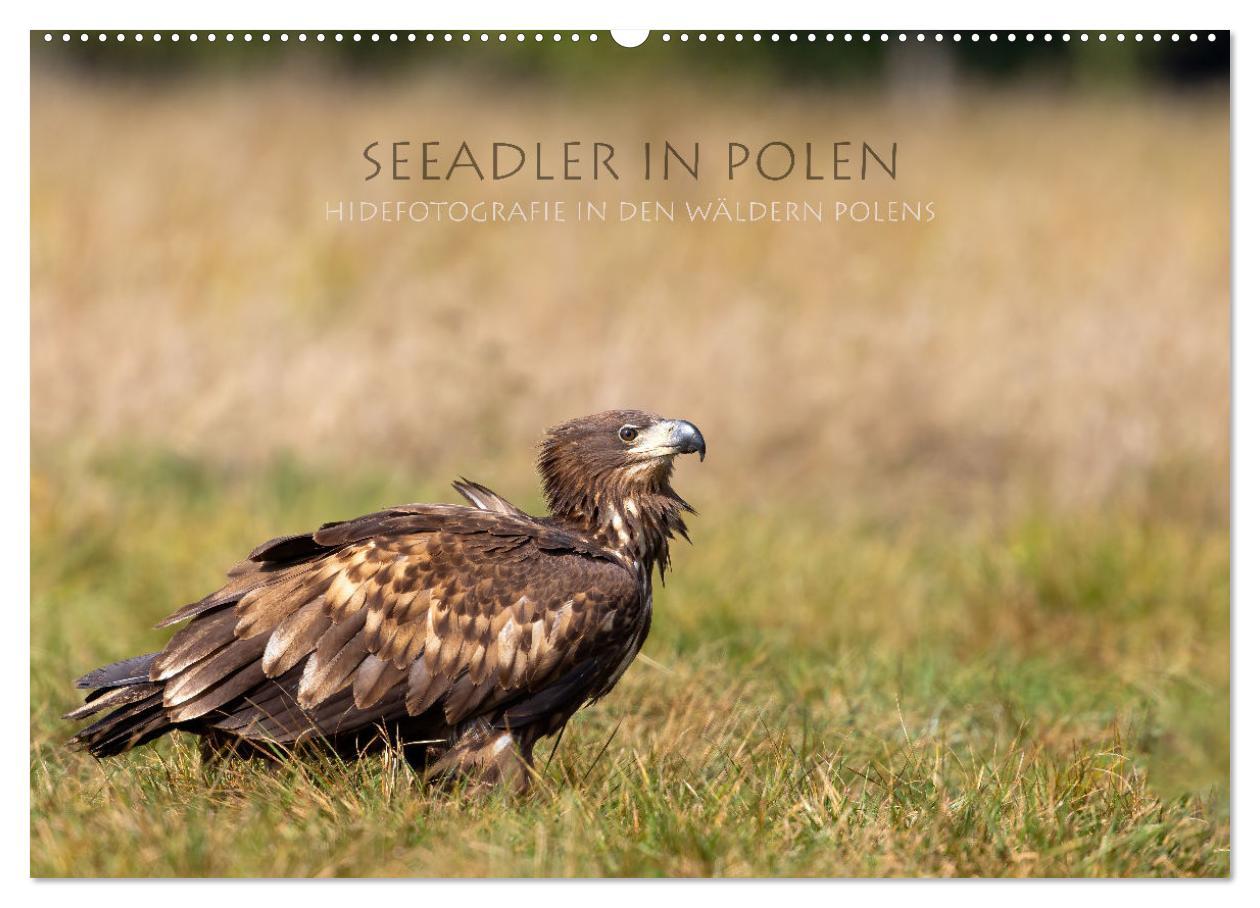 Kalendář/Diář Seeadler in Polen (Wandkalender 2026 DIN A2 quer), CALVENDO Monatskalender Calvendo