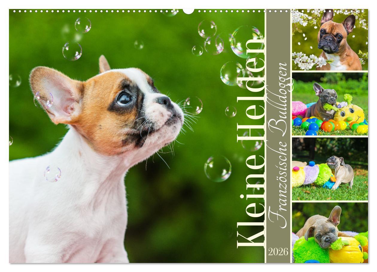 Kalendář/Diář Kleine Helden - Französische Bulldoggen (Wandkalender 2026 DIN A2 quer), CALVENDO Monatskalender Calvendo