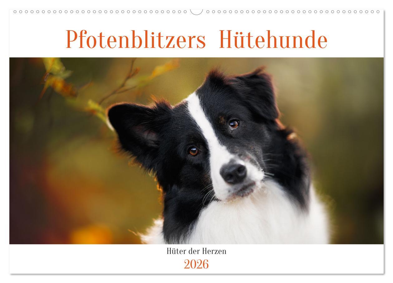 Kalendár/Diár Pfotenblitzers Hütehunde - Hüter der Herzen (Wandkalender 2026 DIN A2 quer), CALVENDO Monatskalender Calvendo