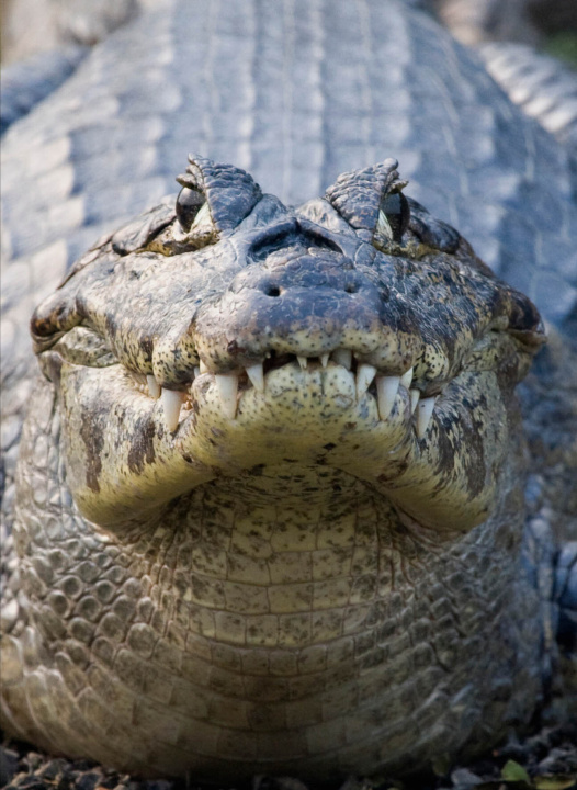 Kniha Crocodile 