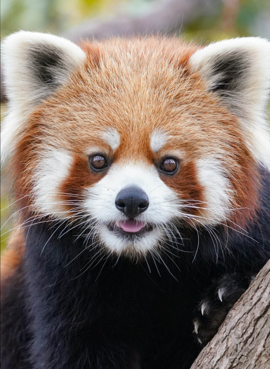 Knjiga Panda roux 